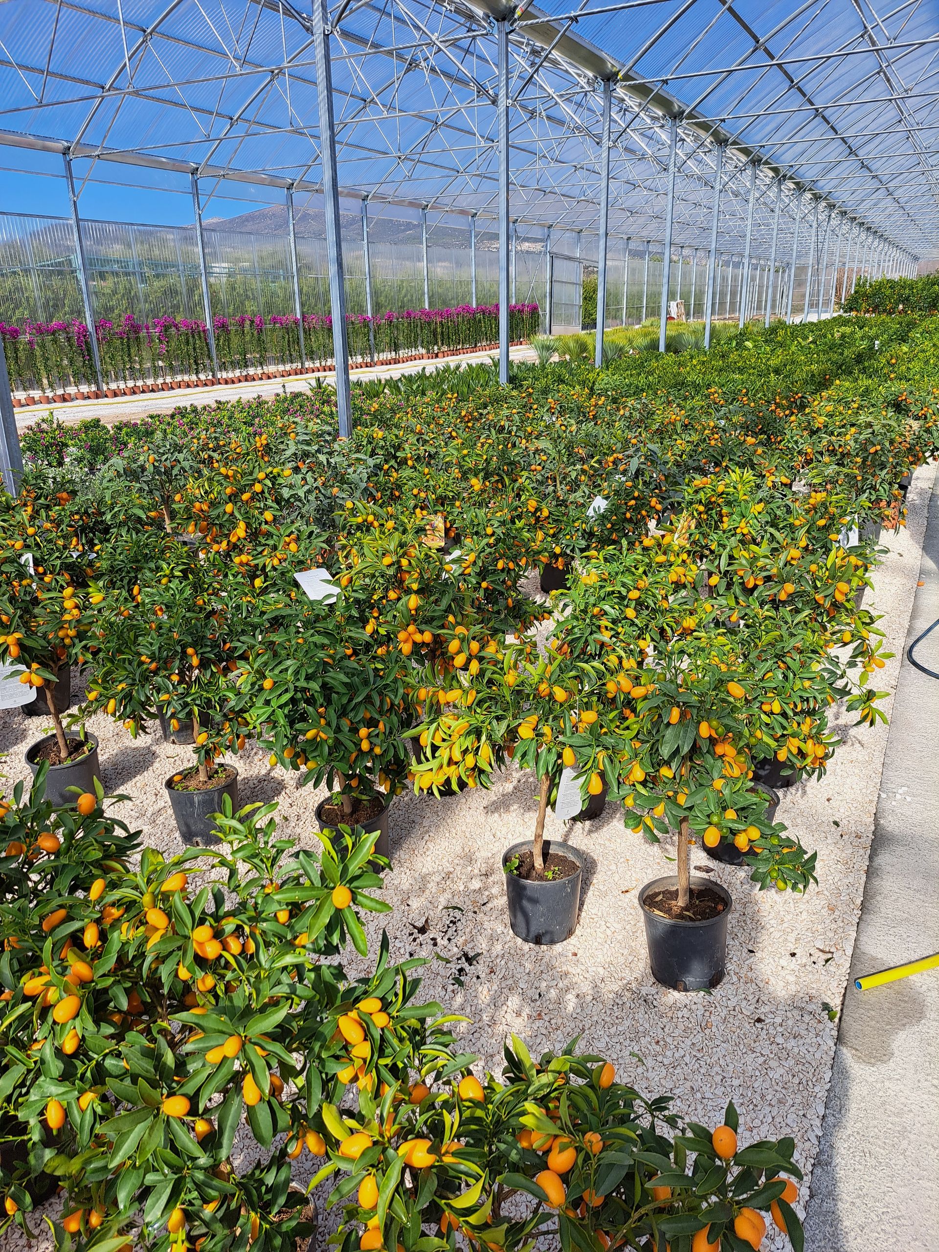 Vivero propio con hileras de árboles y arbustos en maceta