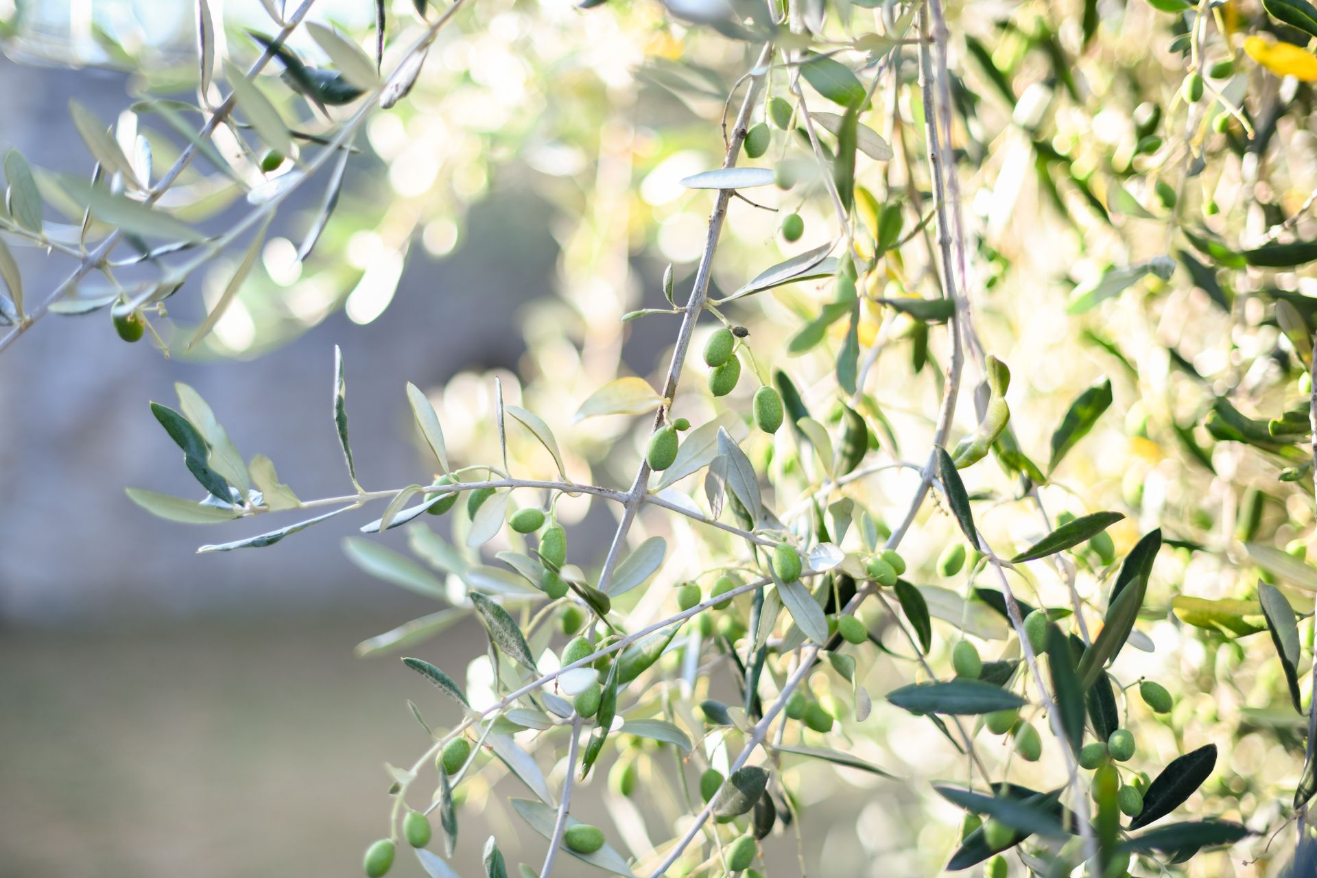 Olivo centenario en jardín de diseño