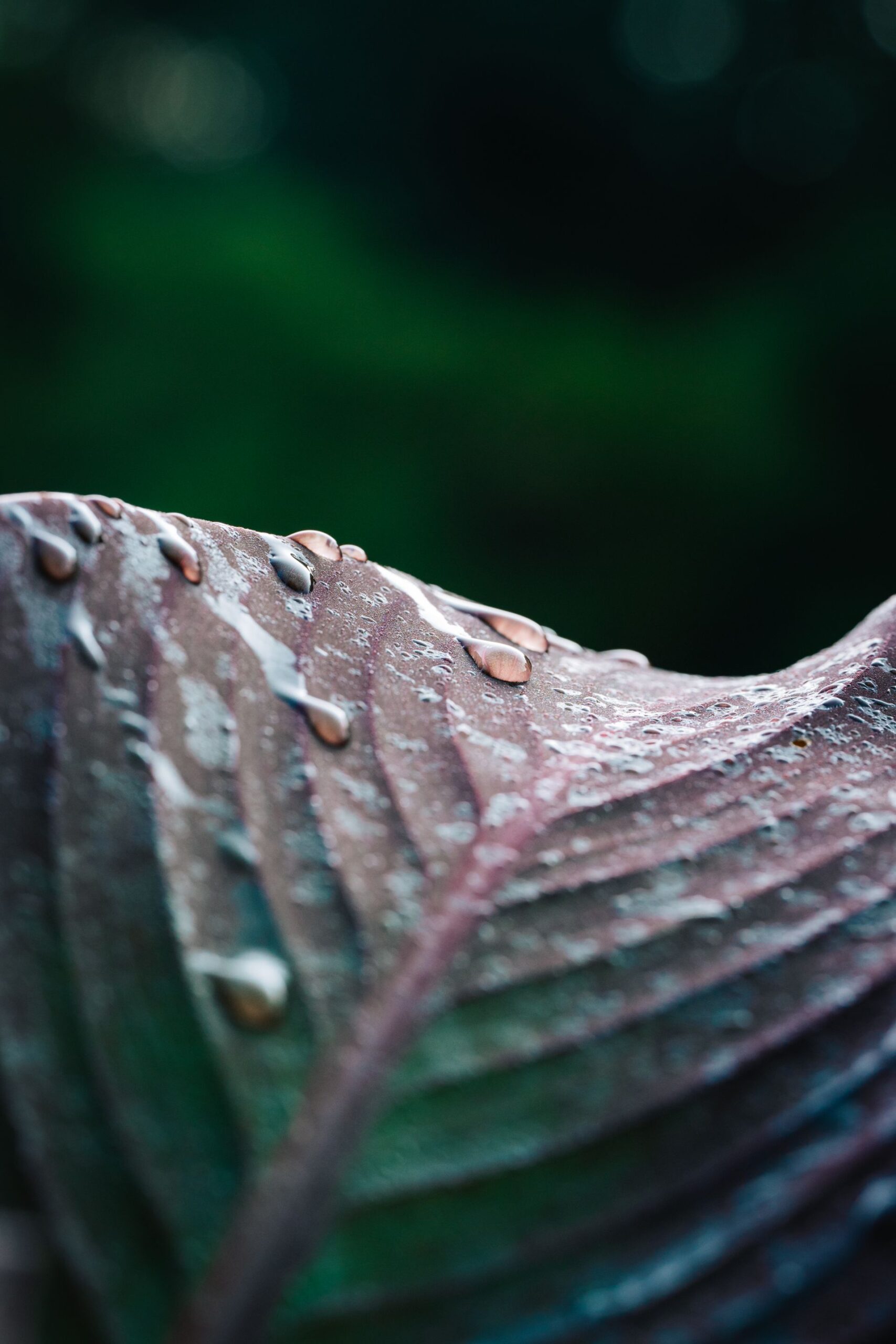 Rocío sobre una hoja verde