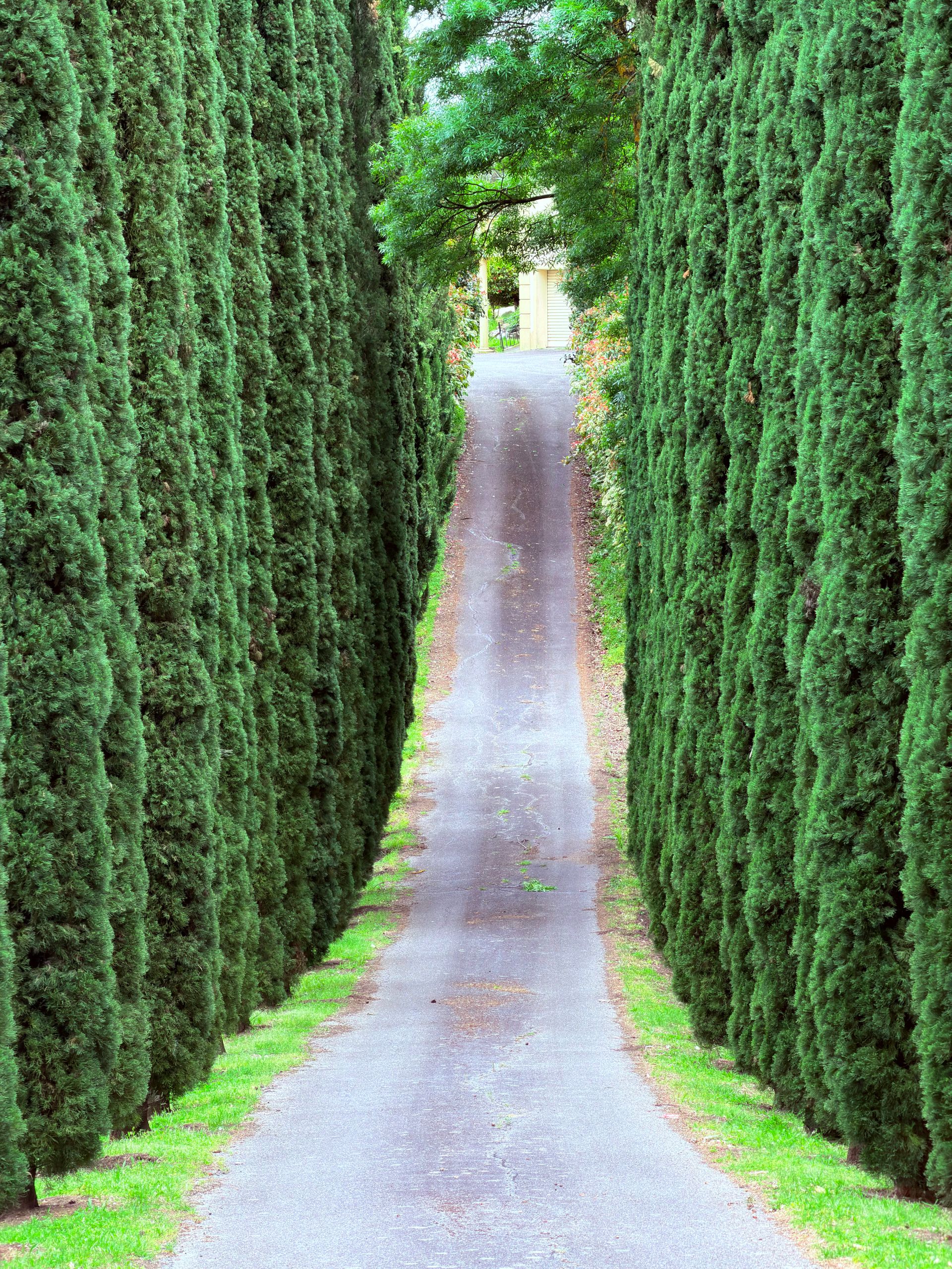 Camino entre setos altos en un jardín privado